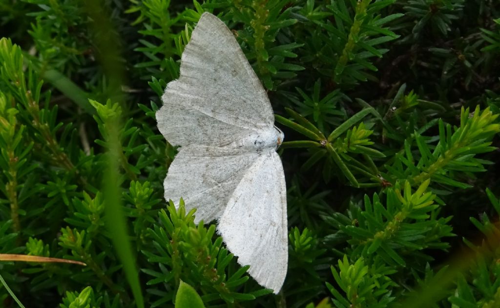 Geometridae: forse Parietaria dilucidaria